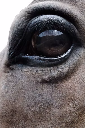 Premium canvastavla - Honest Eyes Part Vertical