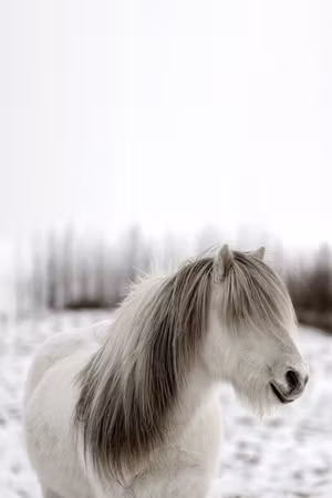 Premium canvastavla - Horse Mane Part Vertical