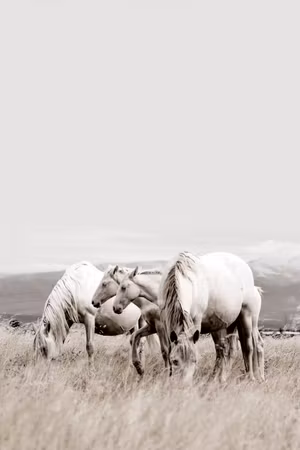 Premium canvastavla - White Horses Part Vertical