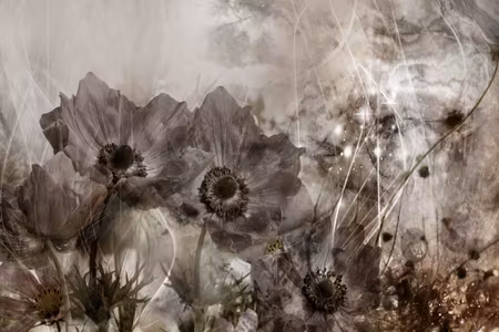 Canvastavla - Anemones in sepia part wide