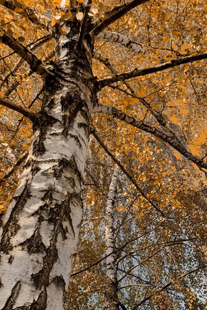 Canvastavla - Autumn colours part vertical