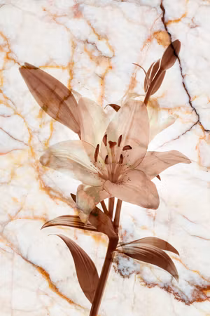Canvastavla - Elegance of a flower part delicate