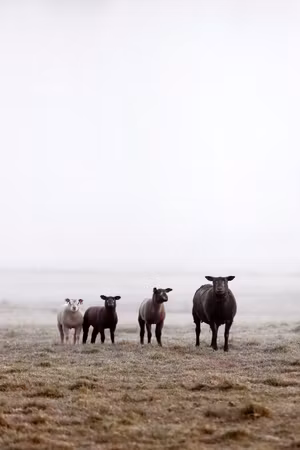 Canvastavla - Friends in the morning part vertical