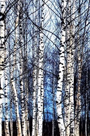 Canvastavla - Frosty january part vertical