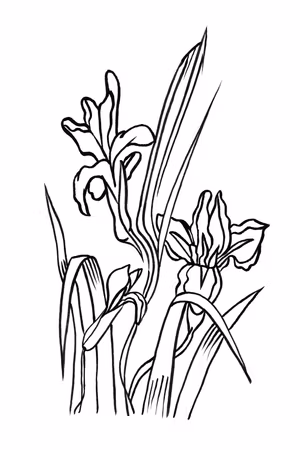 Canvastavla - Love irises part vertical