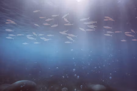 Premium canvastavla - Fish in the depths