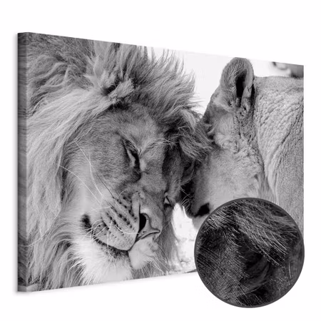 Premium canvastavla - Lion& s love