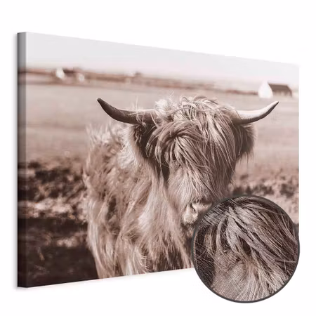Premium canvastavla - A scottish cow in sepia