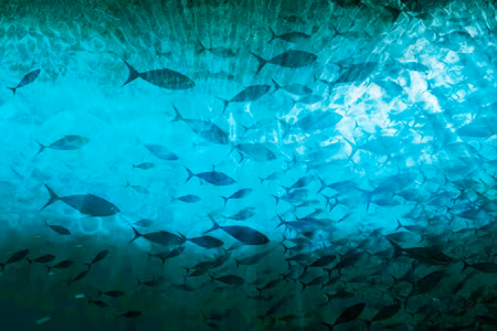 Premium canvastavla - A shoal of dark fish