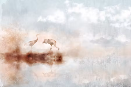 Premium canvastavla - Cranes in the morning wide