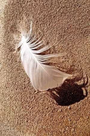 Premium canvastavla - Feather on the sand