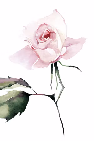 Premium canvastavla - Lonely rose