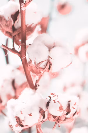Premium canvastavla - Blooming cotton