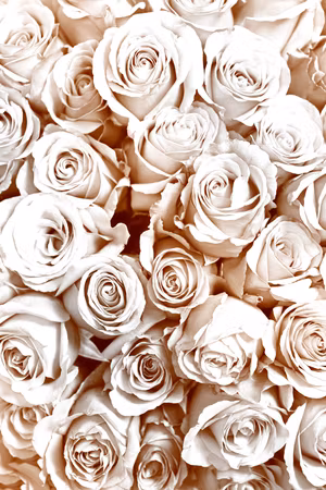 Premium canvastavla - Rose garden