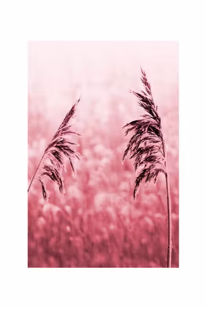 Premium canvastavla - Ruby stalk