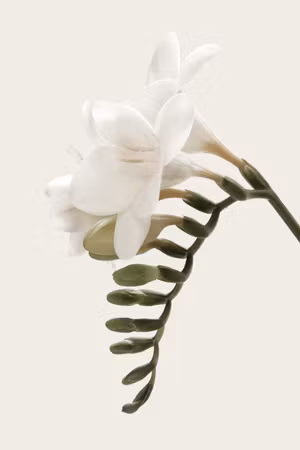 Premium canvastavla - Spring headdress