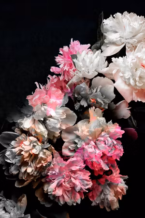 Premium canvastavla - Peony charm - colorful
