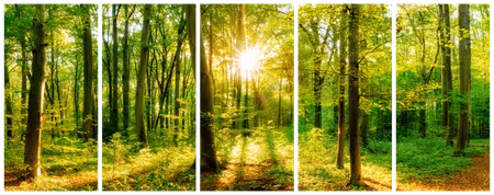 Premium canvastavla - Magic forest
