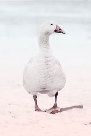 Ljuddämpande tavla - Winter Duck Part Vertical