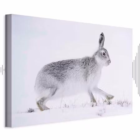 Ljuddämpande tavla - Hare Part Wide