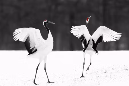 Ljuddämpande tavla - Dancing Cranes Part Wide