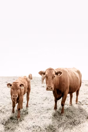 Ljuddämpande tavla - Mother and Calf Part