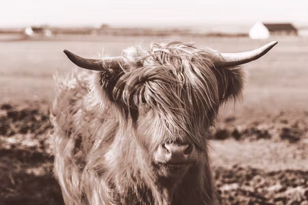 Ljuddämpande tavla - A Scottish Cow in Sepia