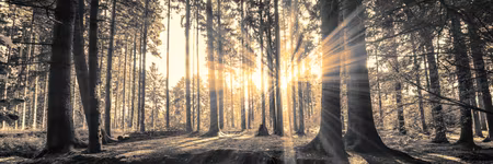 Ljuddämpande tavla - Forest Sun