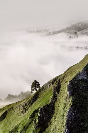 Ljuddämpande tavla - Tree Above Clouds Part