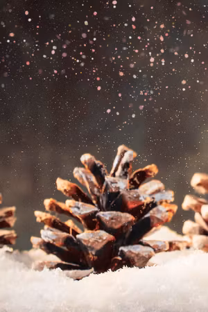 Ljuddämpande tavla - Winter Pine Cone Part
