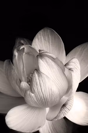 Ljuddämpande tavla - Delicacy of Petals in Nature