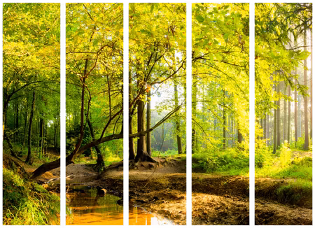 5-delad rumsavdelare - Forest Clearing