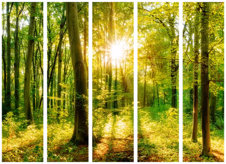 5-delad rumsavdelare - Forest Rays
