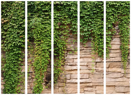 5-delad rumsavdelare - Ivy Wall