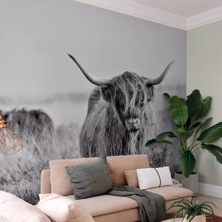 Fototapet - Highland Cattle