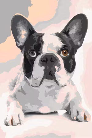 Måla efter nummer - French bulldog