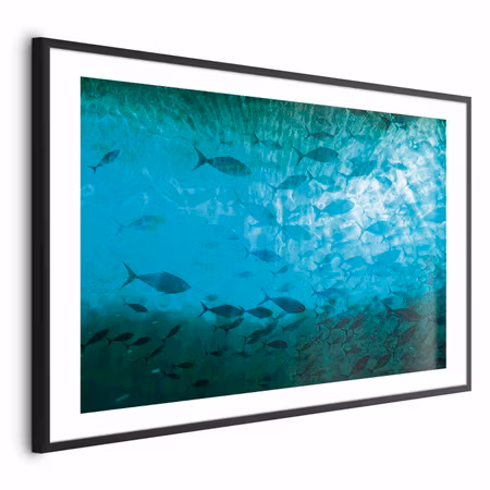 Poster med ram - Group of Dark Fish