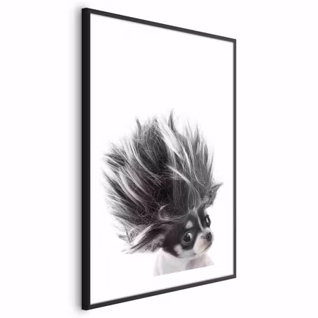 Poster med ram - Chihuahua