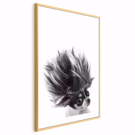 Poster med ram - Chihuahua