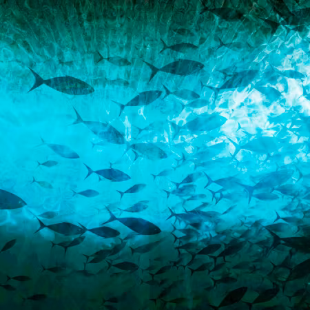Rund fototapet - A shoal of dark fish