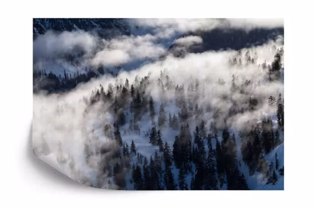Fototapet - Forest in fog