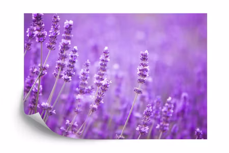 Fototapet - Fototapete landschaft feld lavendel