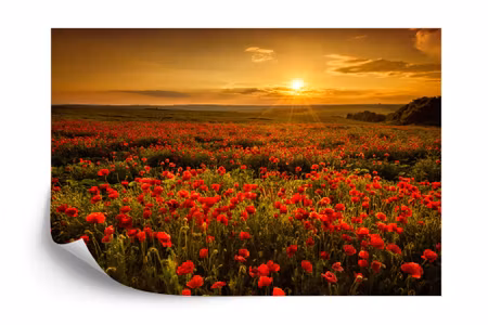 Fototapet - Landscape flowers