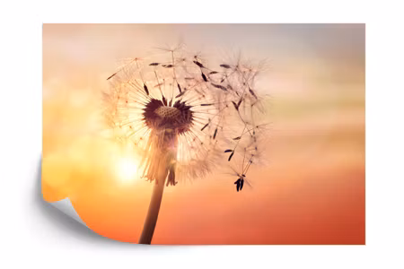 Fototapet - Optical dandelion