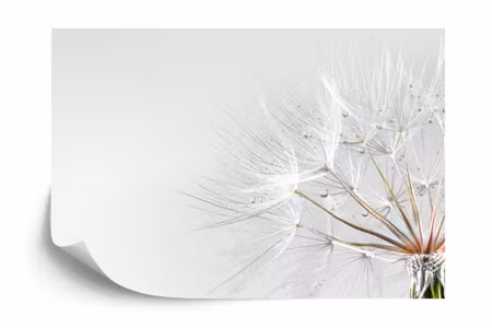 Fototapet - Dandelion drops