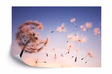 Fototapet - Dandelion seeds