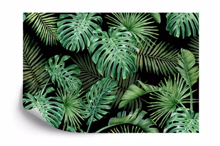 Fototapet - Monstera leaves