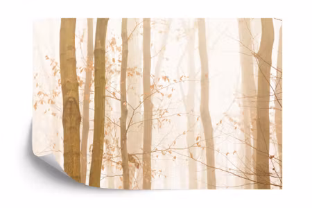 Fototapet - Forest in fog