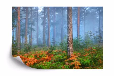 Fototapet - Forest in fog