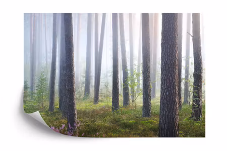 Fototapet - Forest in fog